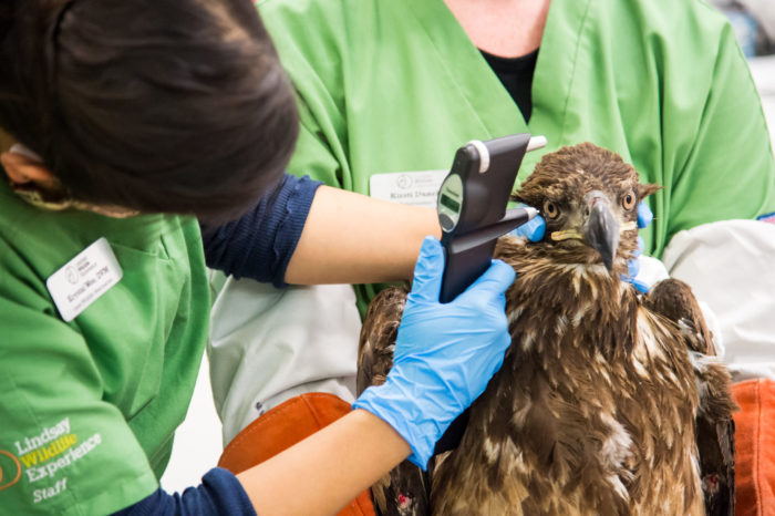 Information About Highly Pathogenic Avian Influenza Lindsay Wildlife