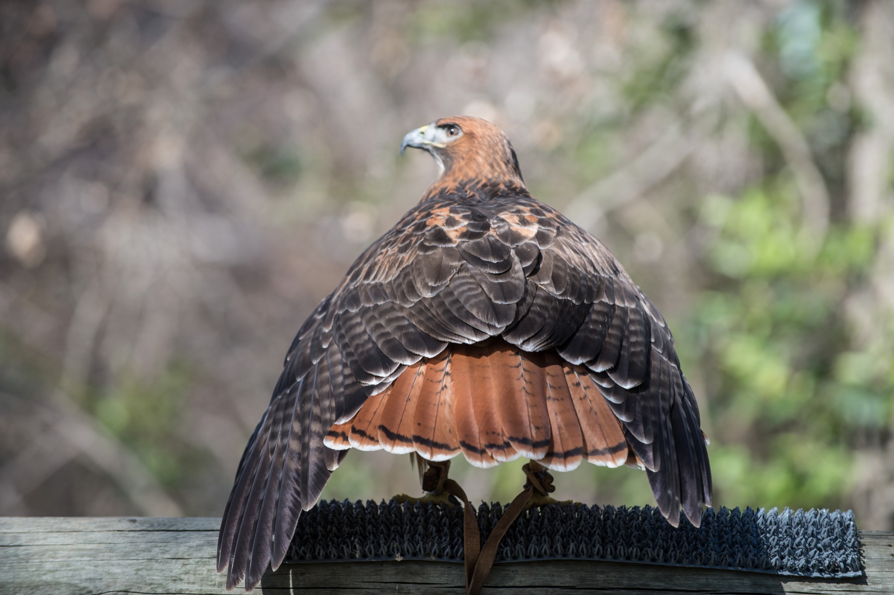 Feathers, Scales, & Tales CP416 Lindsay Wildlife Experience