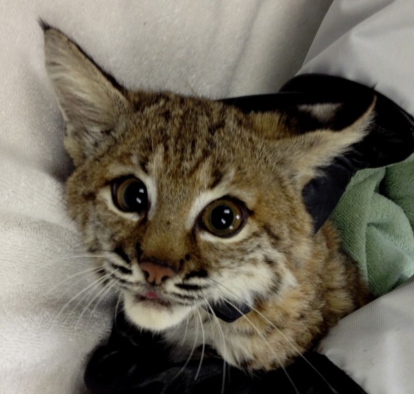 Bobcat Released back into the wild by Lindsay Wildlife Experience - Lindsay  Wildlife Experience