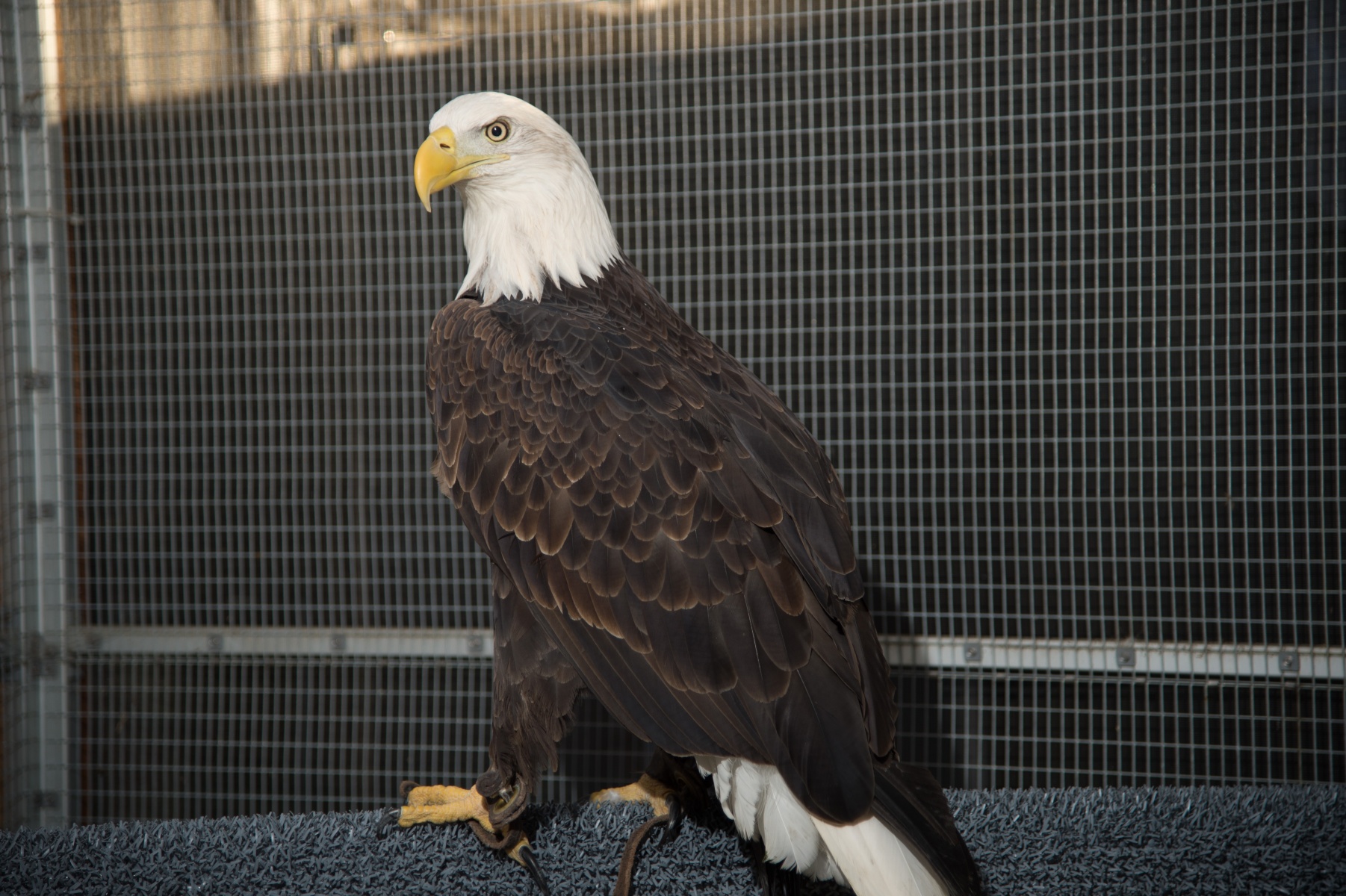 Bald Eagle Name Unveiled! Lindsay Wildlife Experience