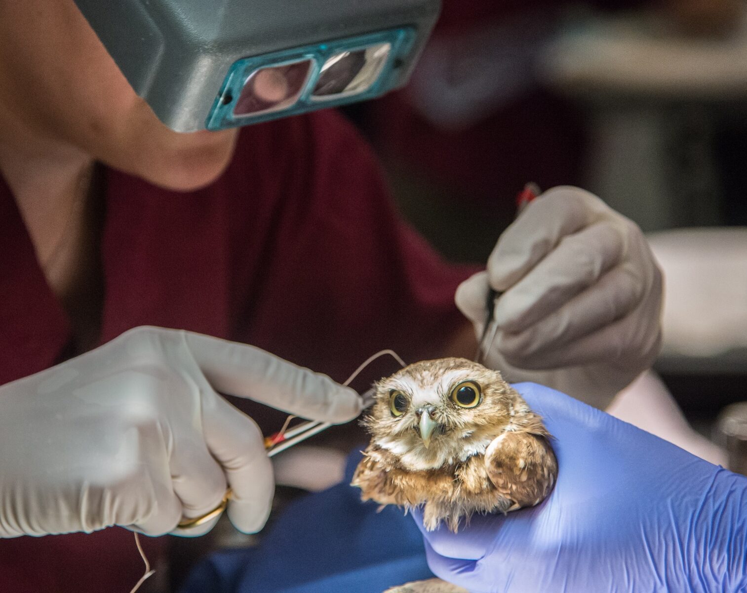 View of Wildlife Rehabilitation Facing New Challenges