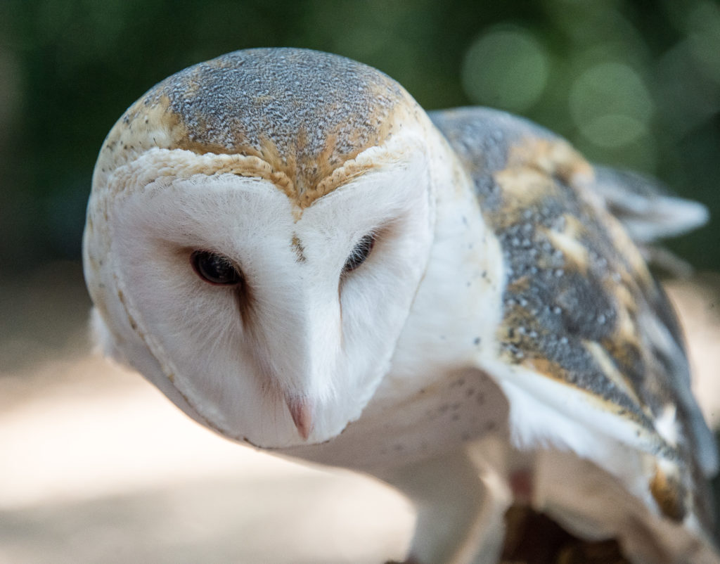 barn-owl-lindsay-wildlife-experience