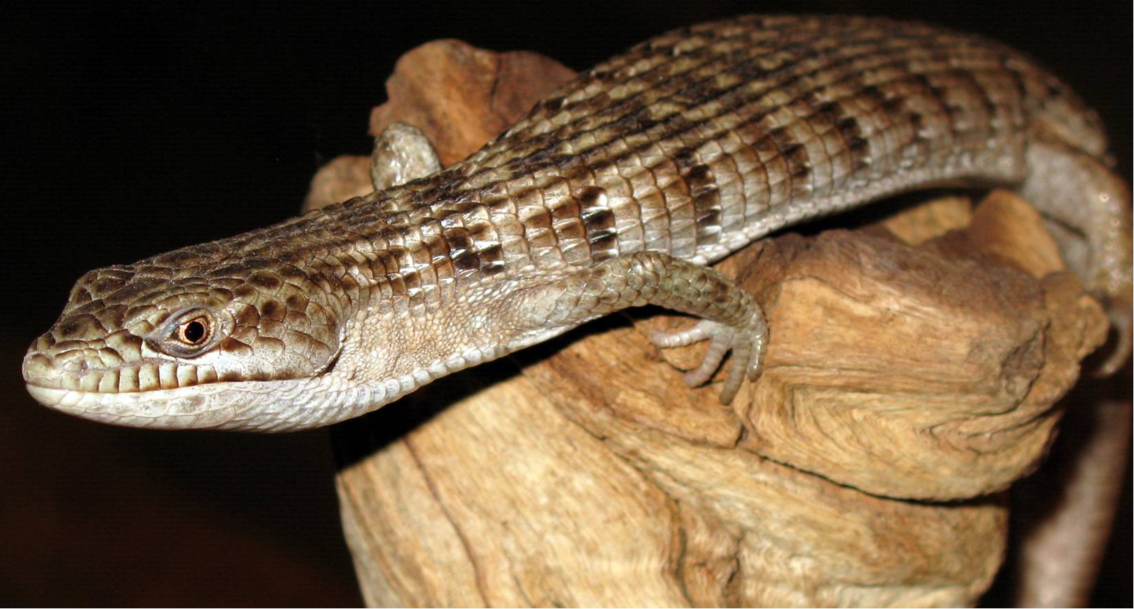 Southern Alligator Lizard - Lindsay Wildlife Experience