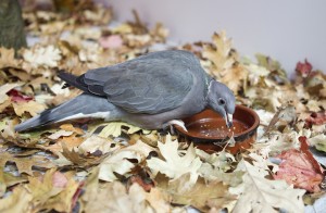 Band tailed pigeon Orinda - Jeff Robinson