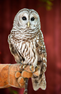 Barred owl Houston - Paul Hara (2)