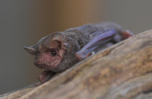 Mexican Free-tailed Bat