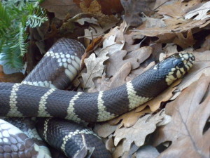 Le serpent-roi de Californie-LC1111-8 - Sarah Erb Parnell