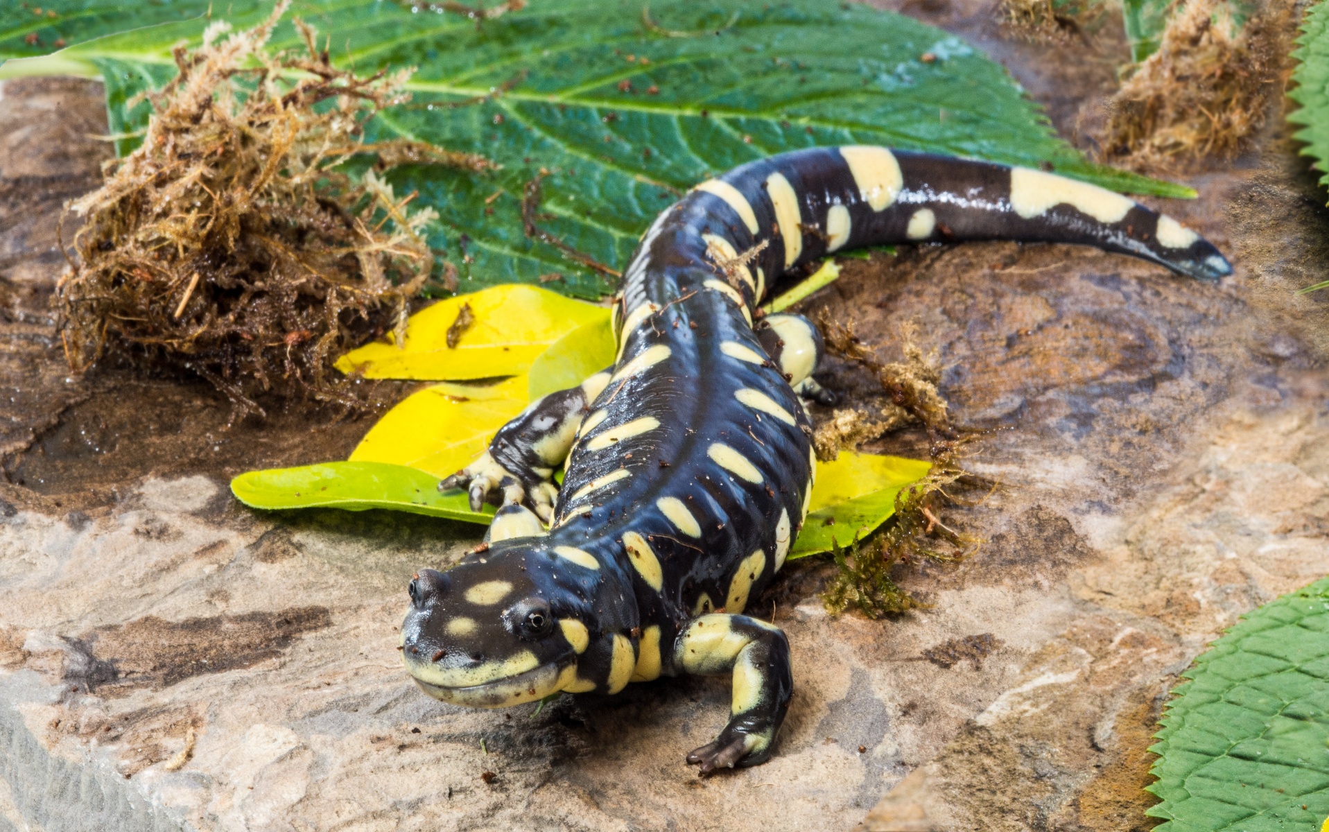 Wild Salamanders As Pets Wild Salamanders As Pets