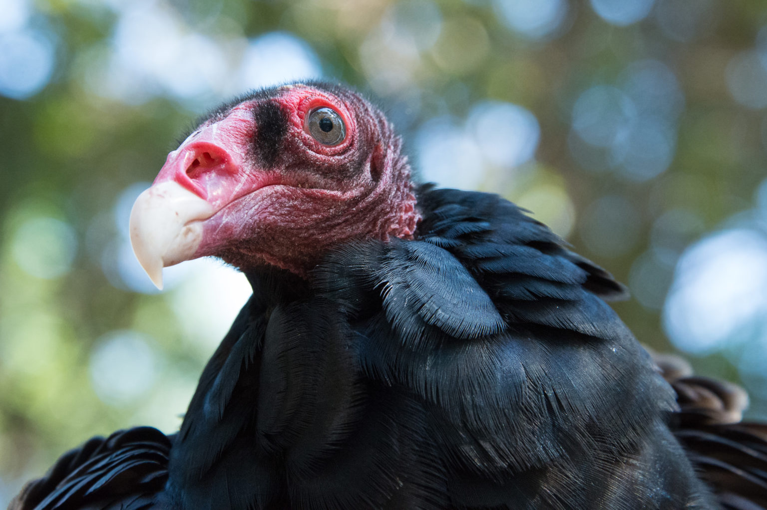 Turkey Vulture Lindsay Wildlife Experience 