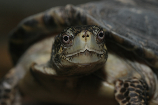 Western Pond Turtle - Lindsay Wildlife Experience