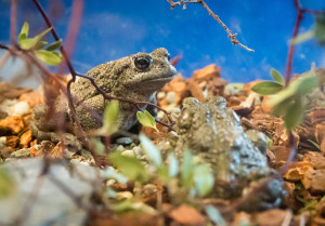 Western Toad- Paul Hara