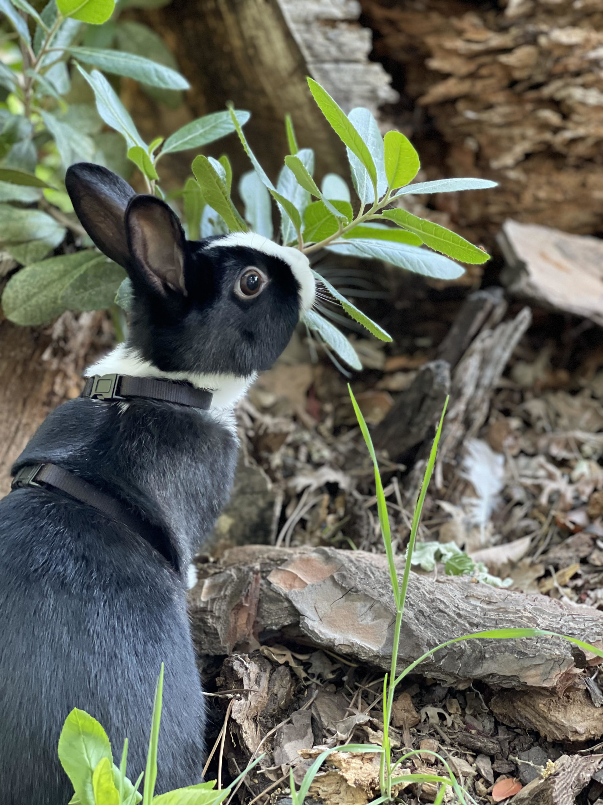 Domestic Rabbit - Lindsay Wildlife Experience