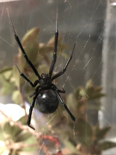 Western black widow spider - Agricultural Biology