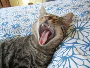 Tiger-yawn
