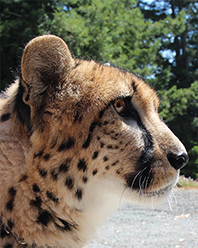 Wild Cats July 1 Members Only - Lindsay Wildlife Experience