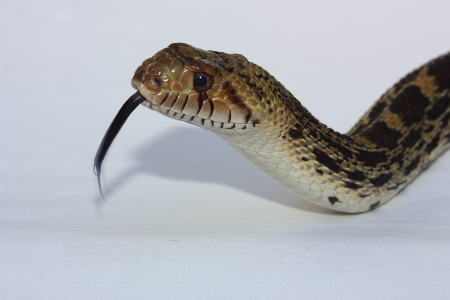 Gopher Snake - Lindsay Wildlife Experience