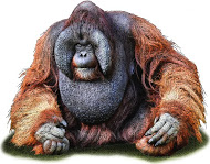 bornean_orangutan