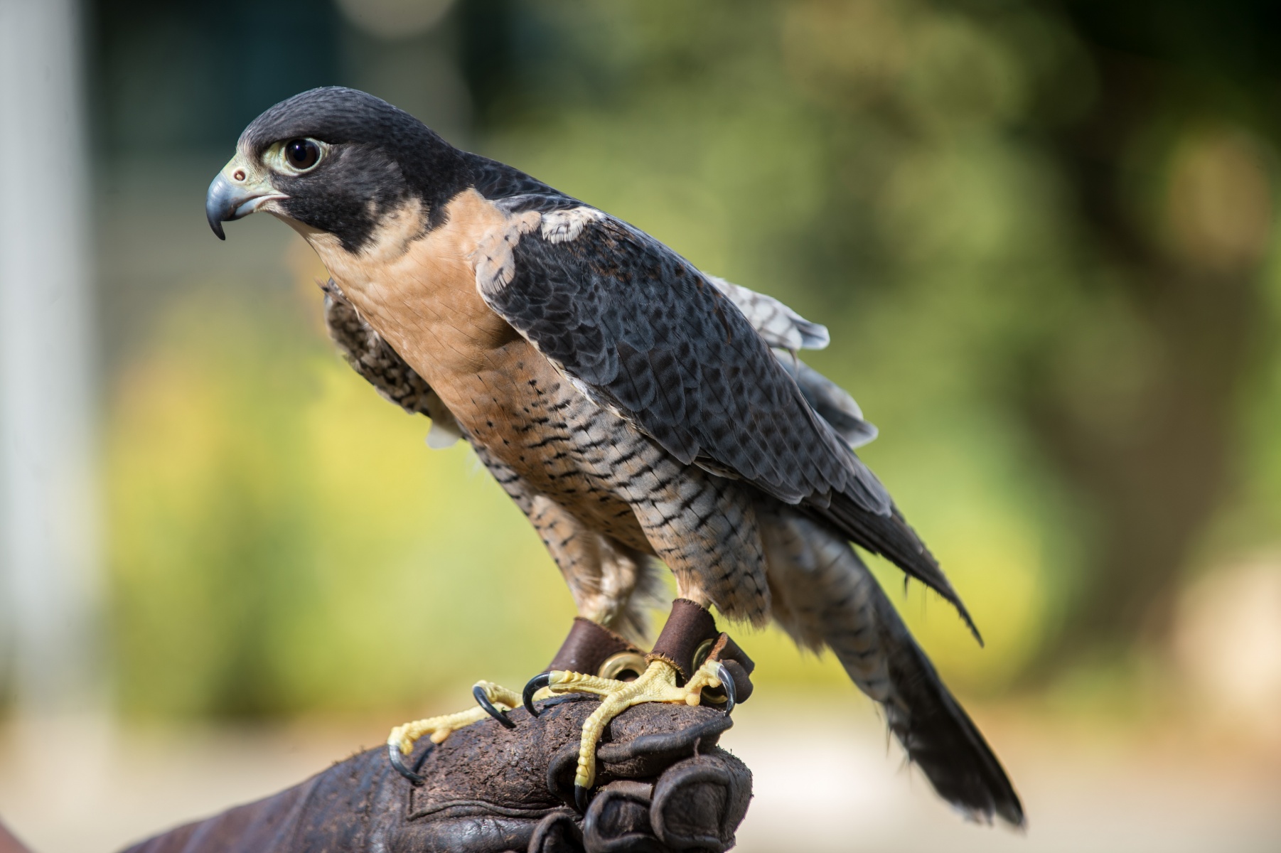 Peregrine Falcon - Lindsay Wildlife Experience