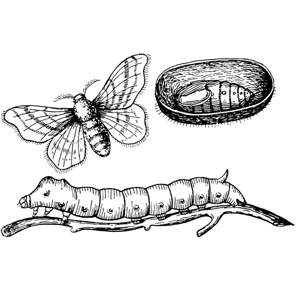 Кокон гусеницы рисунок для детей