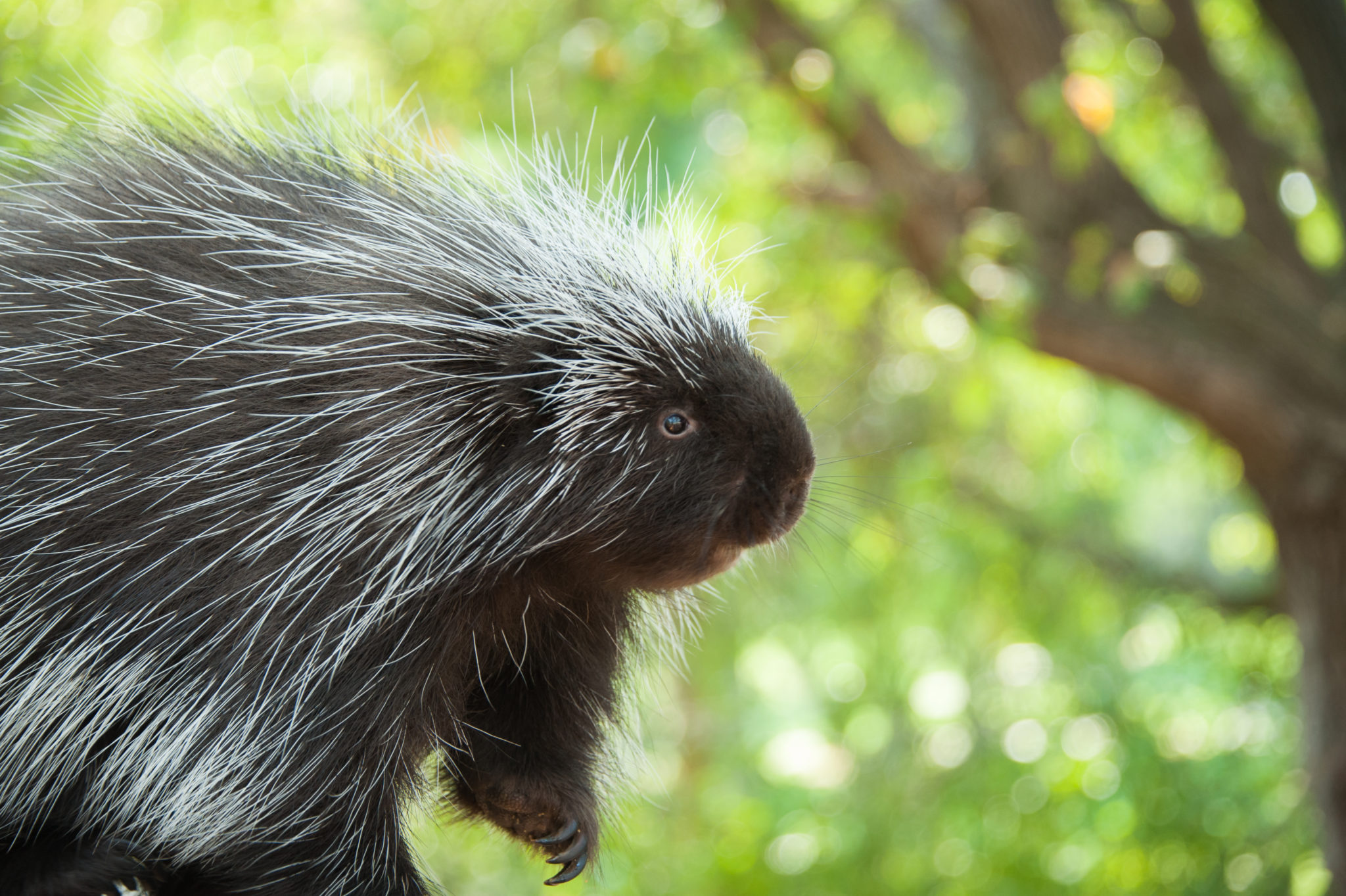 North American Porcupine Lindsay Wildlife Experience