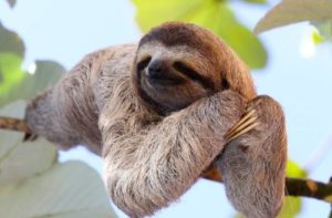 sloth-resting-on-branch