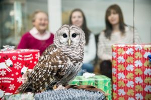 Owl with wrapped holiday presents