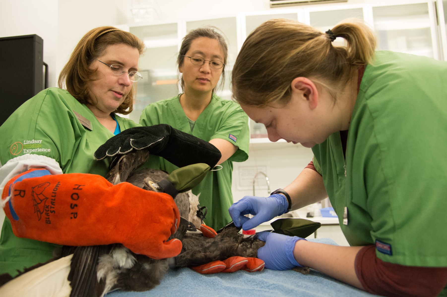 Lindsay Wildlife Rehabilitation Hospital Lindsay Wildlife Experience