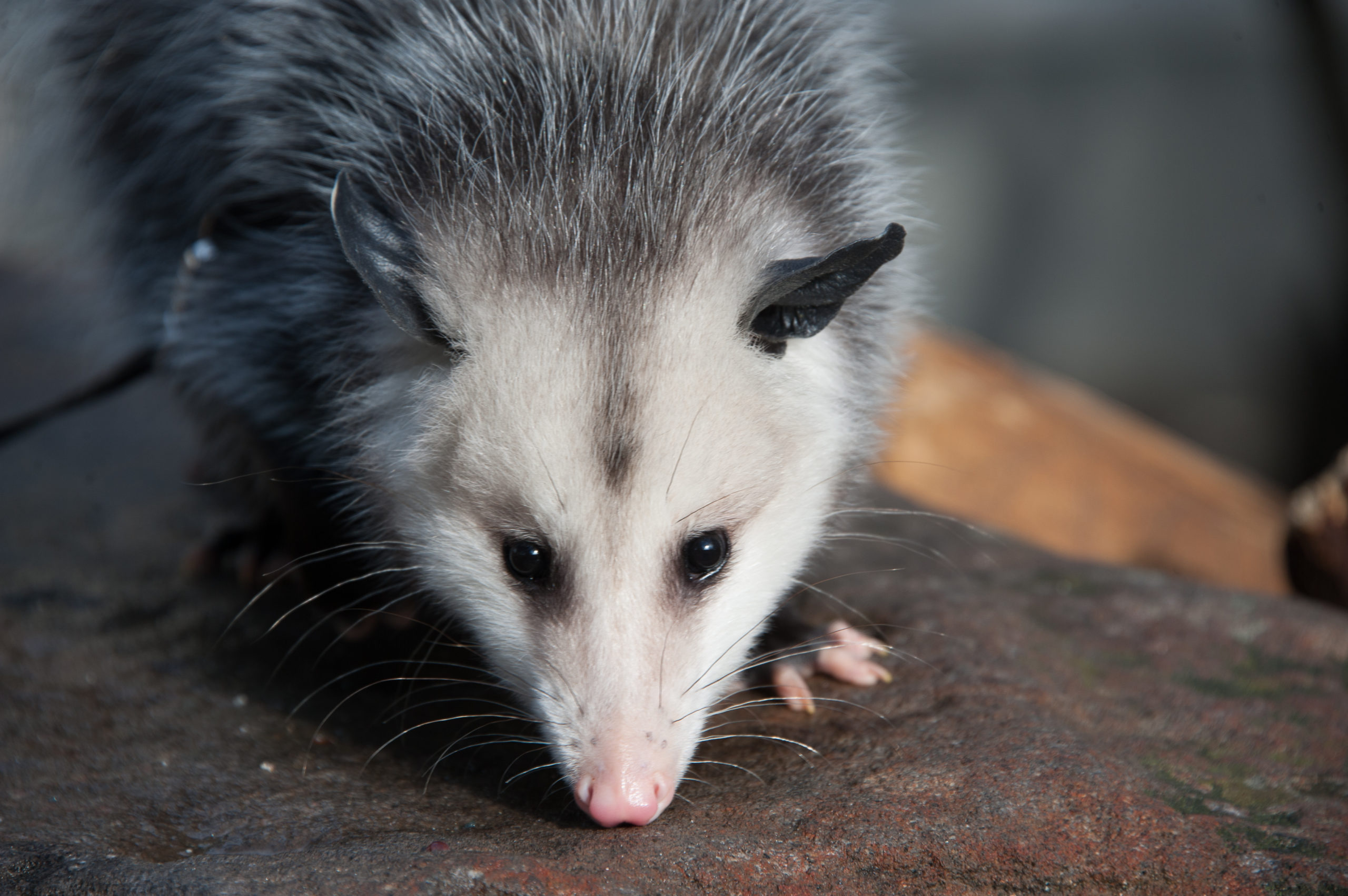 Opossum myths and facts - Dickinson County Conservation Board