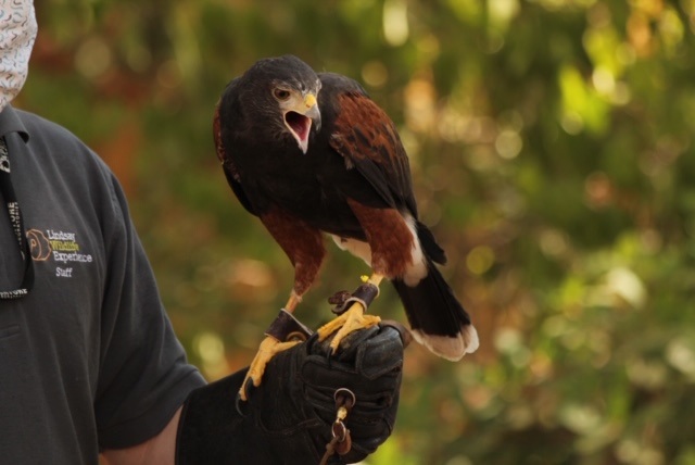 Harriss Hawk Lindsay Wildlife Experience