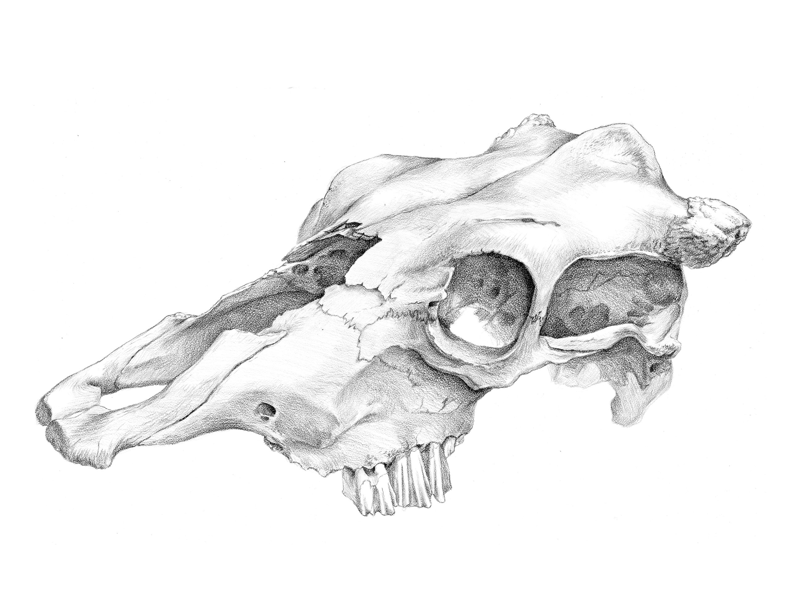 how to draw animal skulls