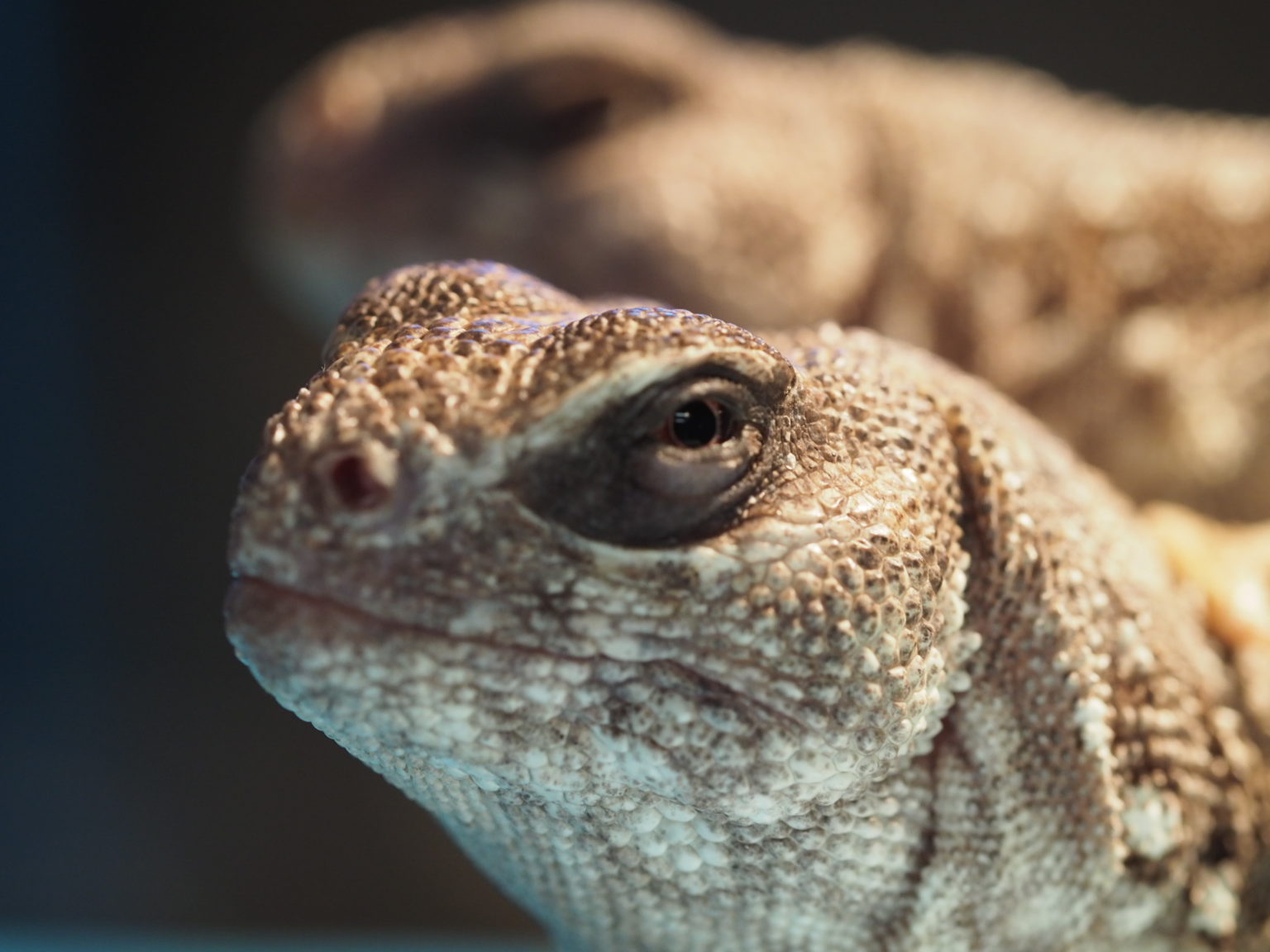 Desert Iguana - Lindsay Wildlife Experience