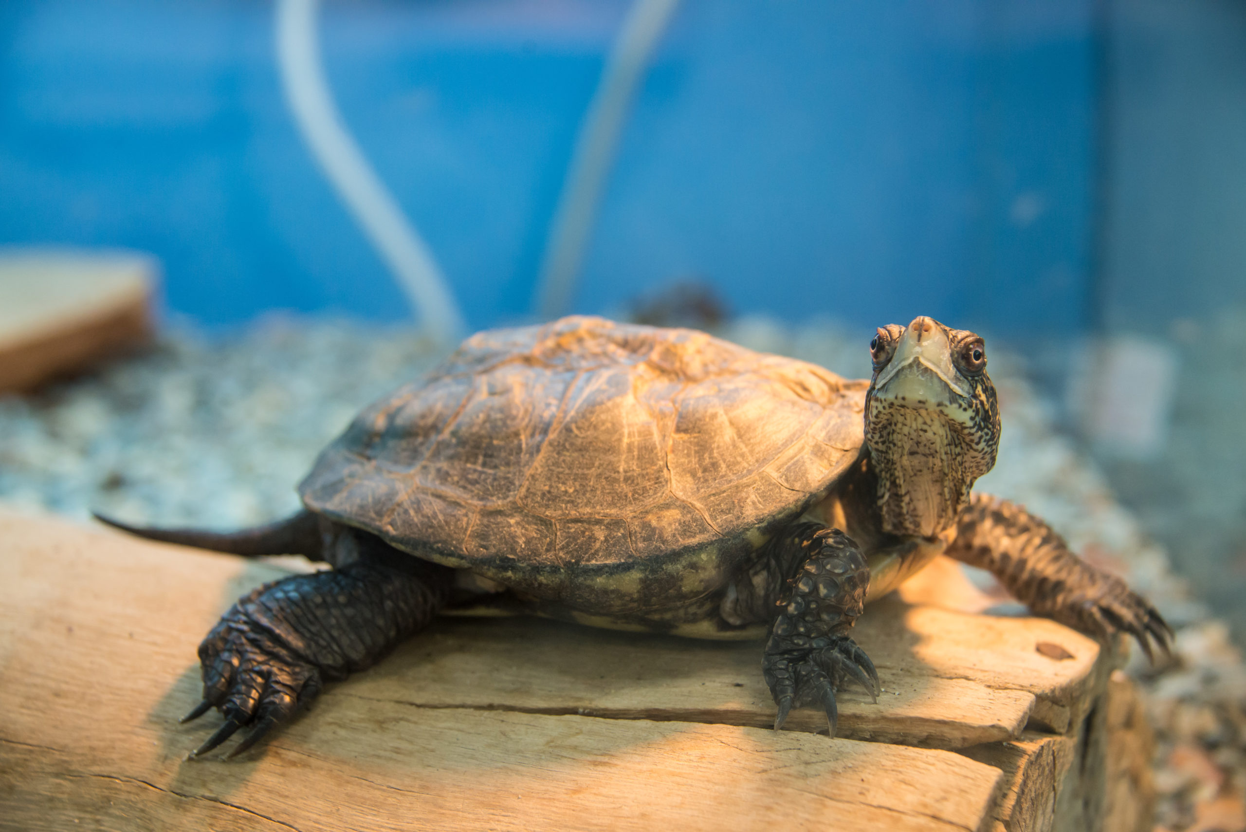 Preschool: Wild About Water - Lindsay Wildlife Experience