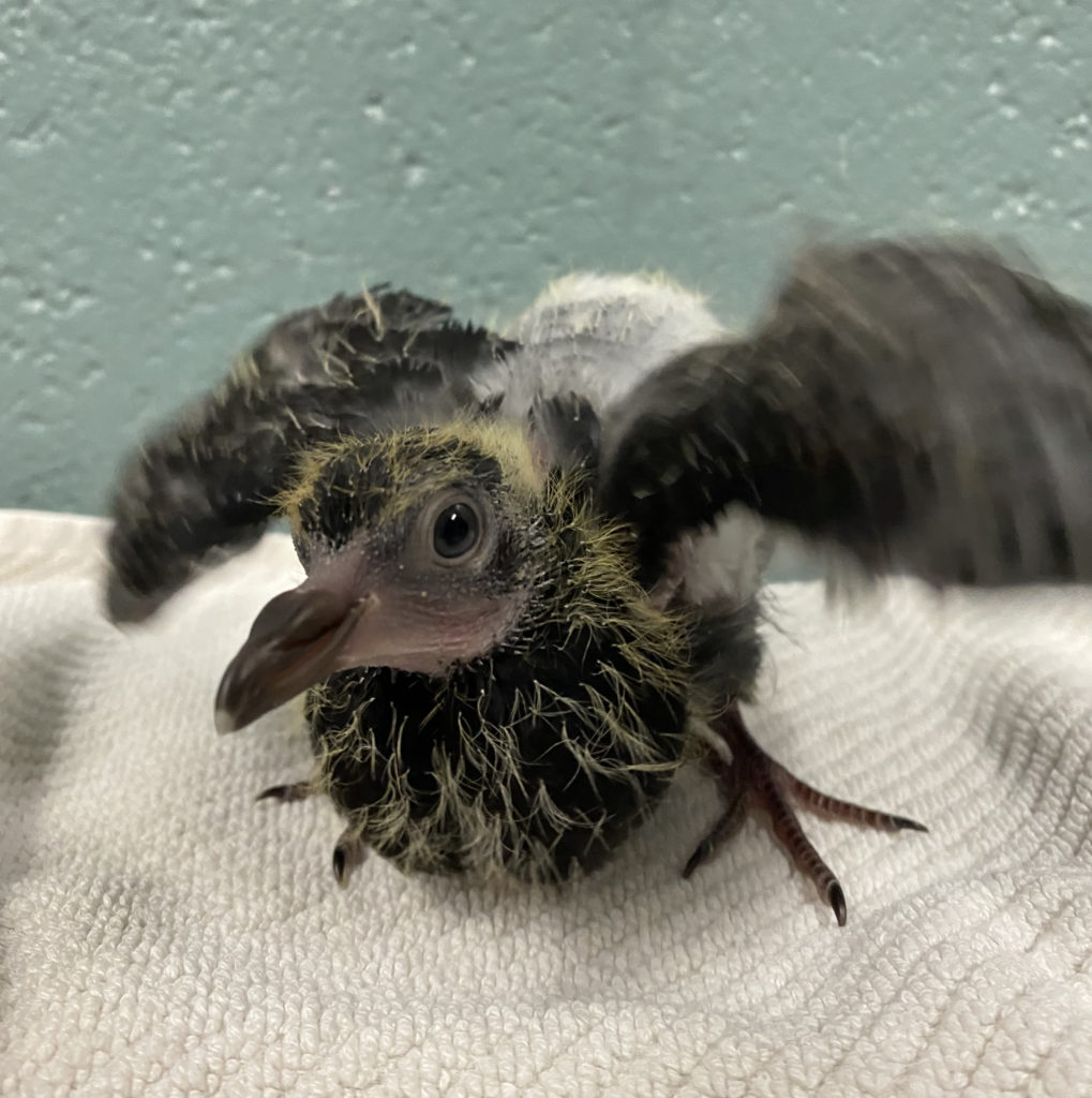 Rock Dove Lindsay Wildlife Experience