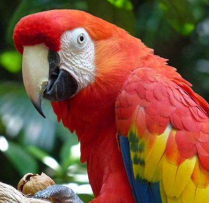 Live. Wild. Animal Exhibition: Parrots on Parade - Lindsay Wildlife ...