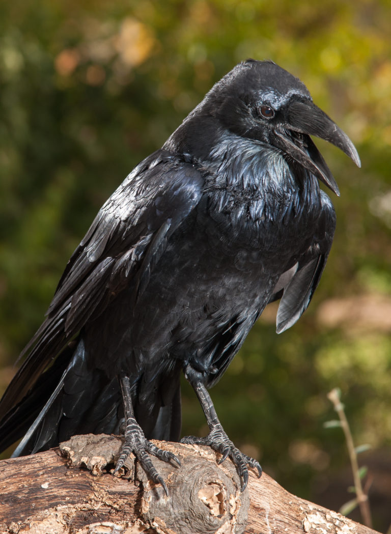 Common Raven - Lindsay Wildlife Experience