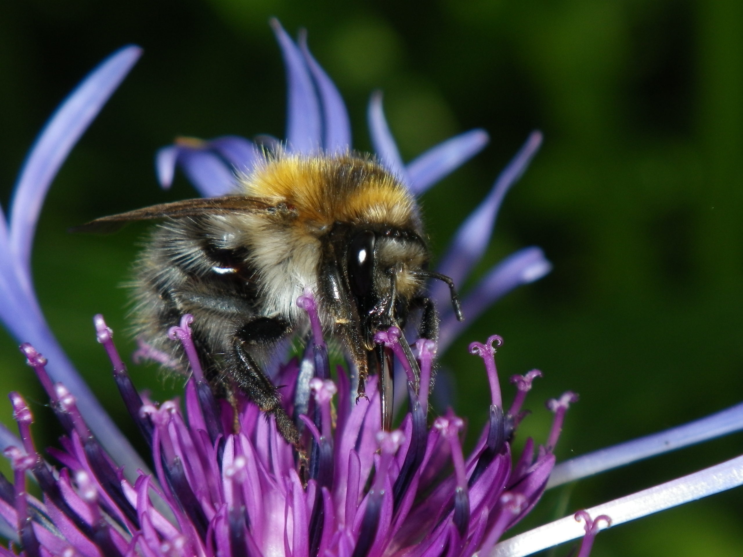 Pollinator Hike: Butterflies, Bees, and Wildflowers - Lindsay Wildlife ...