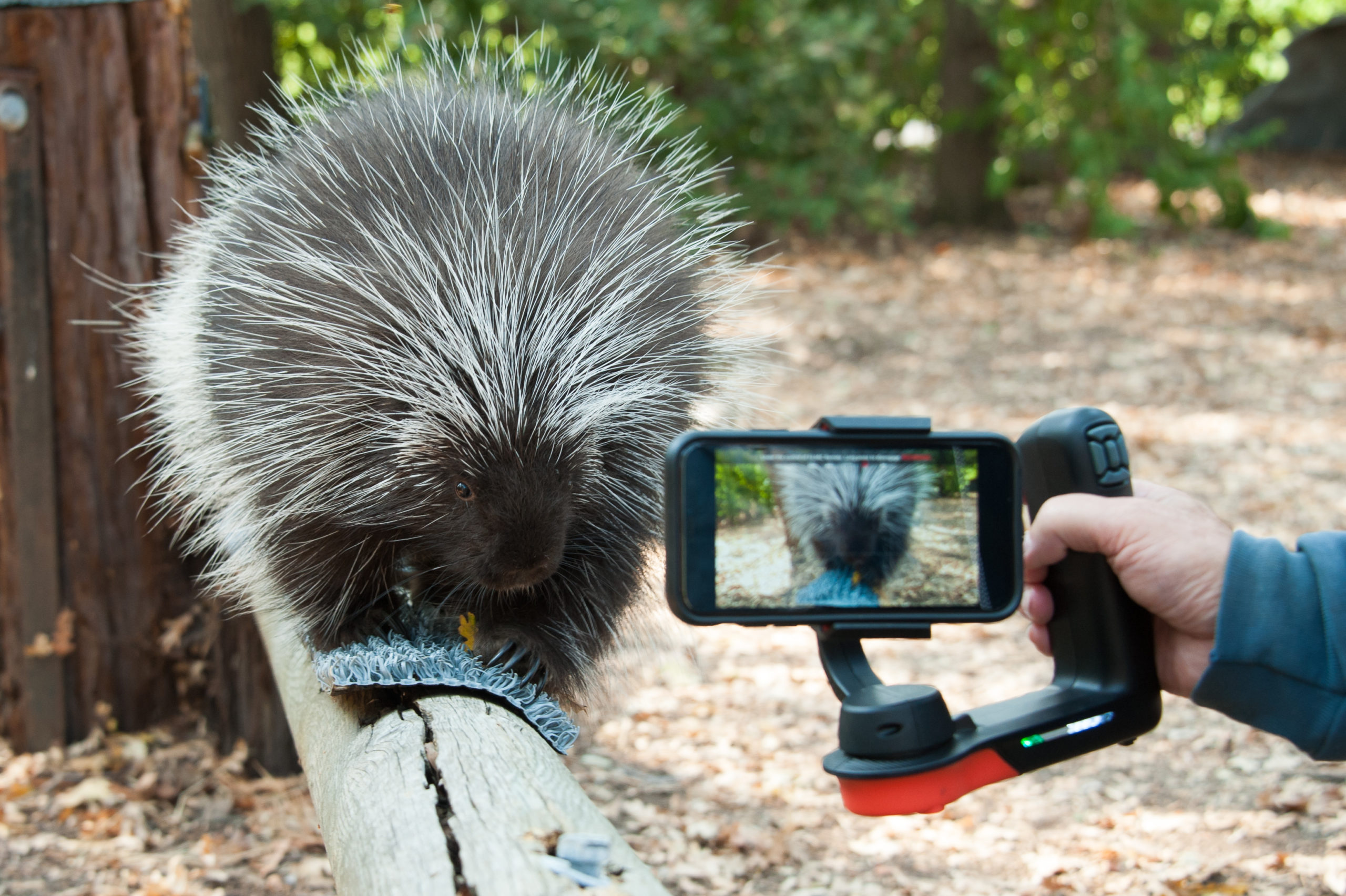 Send a Special Video Message With a Lindsay Wildlife Animal Gram! - Lindsay  Wildlife Experience