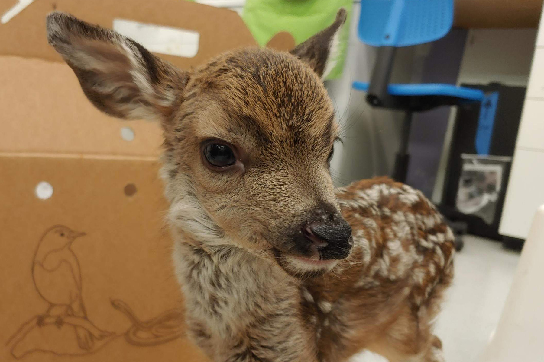Baby Animal Season: The Fawns Have Arrived - Lindsay Wildlife Experience