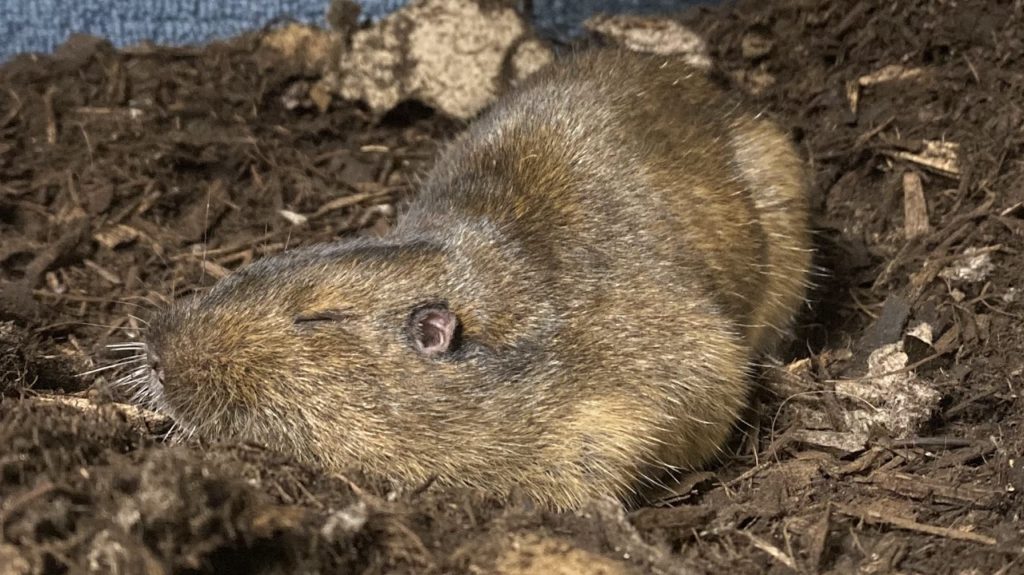 Botta’s Pocket Gopher