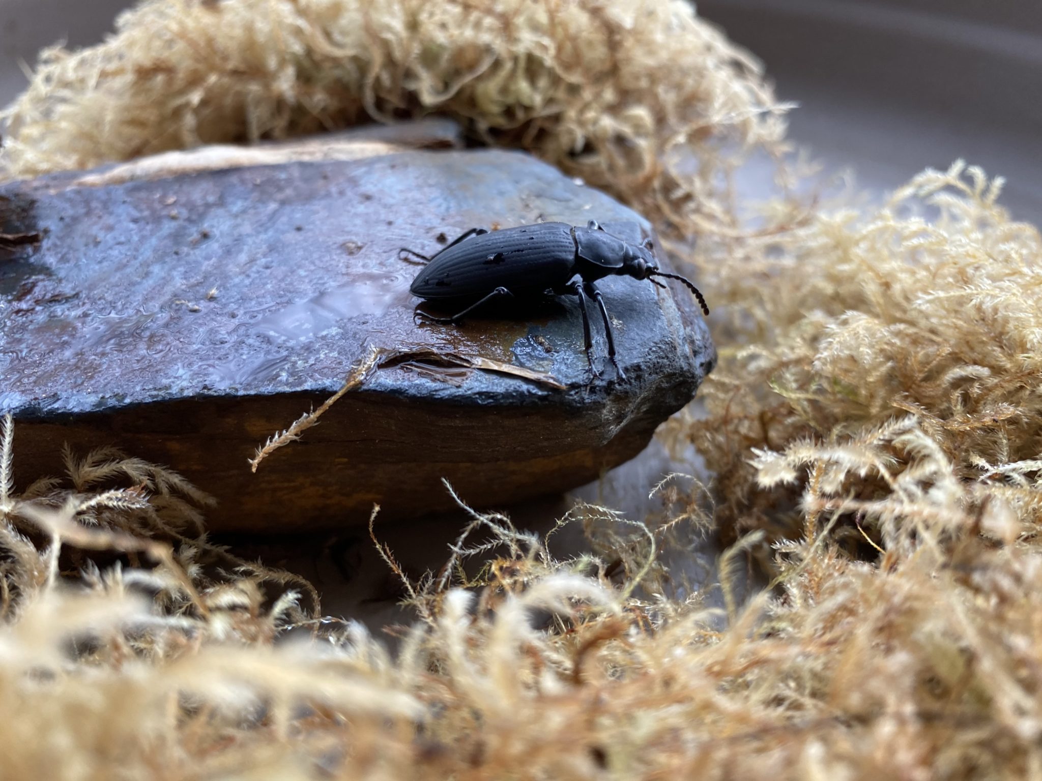 Darkling Beetle Lindsay Wildlife Experience