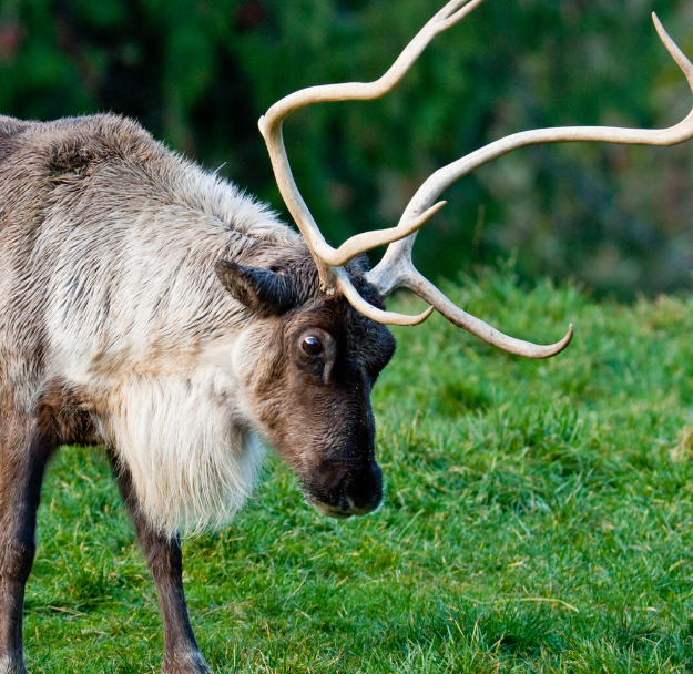Live. Wild. Animal Exhibition: Reindeer Games 2022 - Lindsay Wildlife  Experience