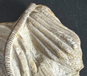 Close-up of a fossil showing a coiled, segmented worm-like imprint on a textured, beige rock surface. The image has a prehistoric, natural feel.