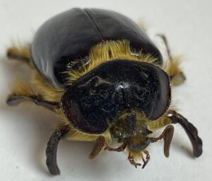 Close-up of front view of a large, hairy beetle with a shiny black body and golden-yellow fur on its head and legs, set against a white background.