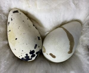 Two large, off-white eggs with distinct dark markings rest side by side on a fluffy white surface.