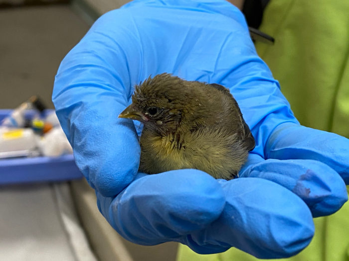 Update About Salmonellosis in Birds - Lindsay Wildlife Experience