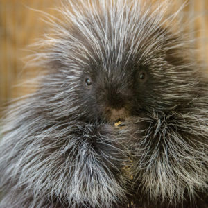 Conservation Icons: Dr. Tim Bean, North American porcupines - Lindsay  Wildlife Experience