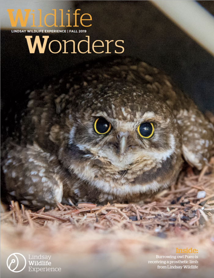 VOLE: This California vole - Lindsay Wildlife Experience