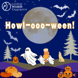Howl-ooo-ween at Lindsay Wildlife Experience