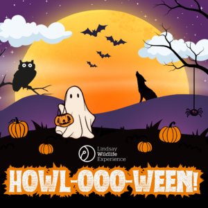 Calculus on X: Halloween 2023 in #AdoptMe is just around the corner! We  have seen 4 pets so far, including: - Ghost 👻 (Common) - Undead Elk 🦴🫎  (Rare) - Nightmare Owl